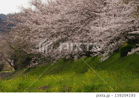 川と桜と菜の花と 川と桜と菜の花と 139204193