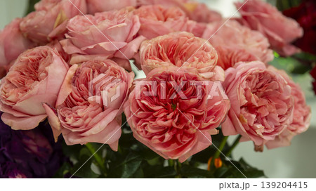 rose rose 139204415
