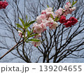 満開のゲンペイモモの花 139204655