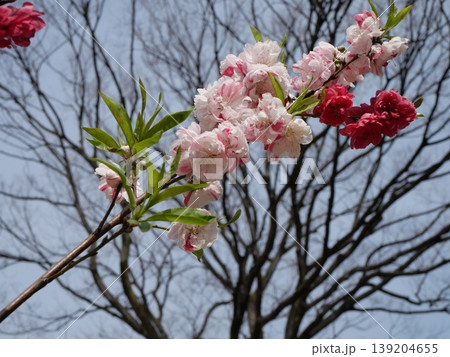 満開のゲンペイモモの花 139204655