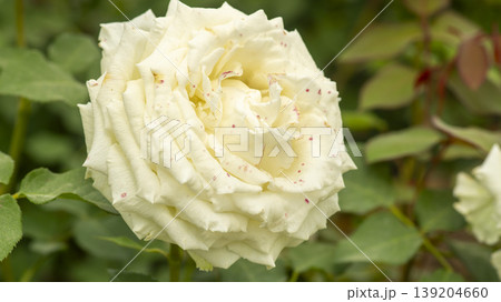 rose rose 139204660