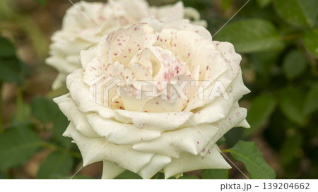 rose 139204662