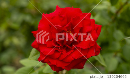 rose rose 139204663