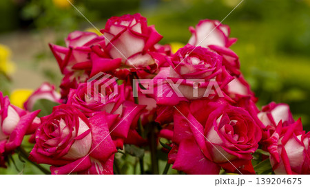 rose rose 139204675