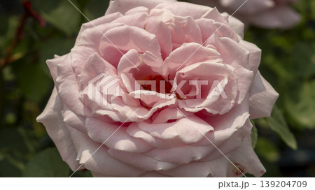 rose rose 139204709