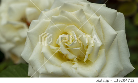 rose rose 139204712