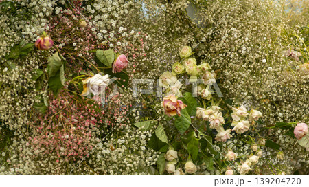 rose rose 139204720