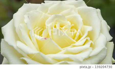 rose rose 139204730
