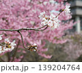 ソメイヨシノの花 139204764