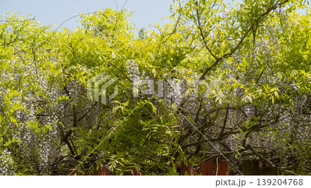 wisteria wisteria 139204768
