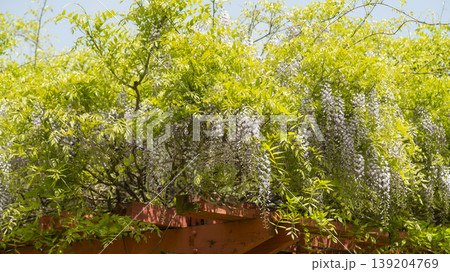wisteria wisteria 139204769
