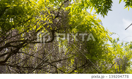 wisteria 139204778