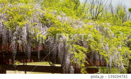 wisteria wisteria 139204781
