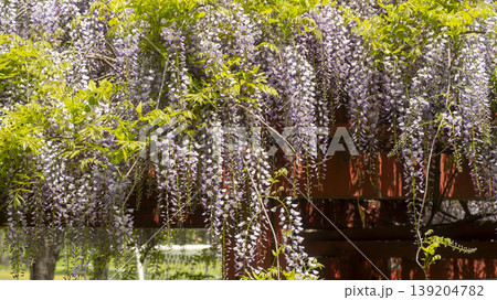 wisteria 139204782
