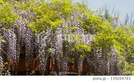 wisteria wisteria 139204783