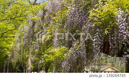 wisteria wisteria 139204785
