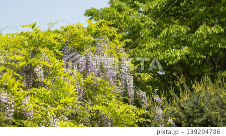 wisteria wisteria 139204786