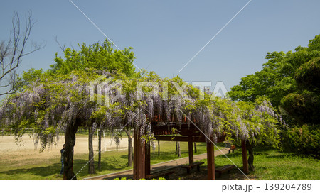 wisteria wisteria 139204789
