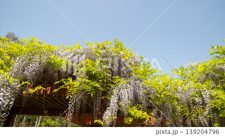 wisteria wisteria 139204796