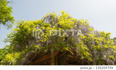 wisteria wisteria 139204799