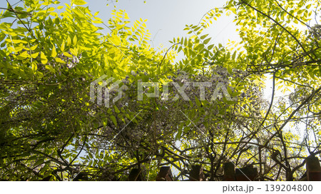 wisteria wisteria 139204800
