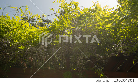 wisteria wisteria 139204801