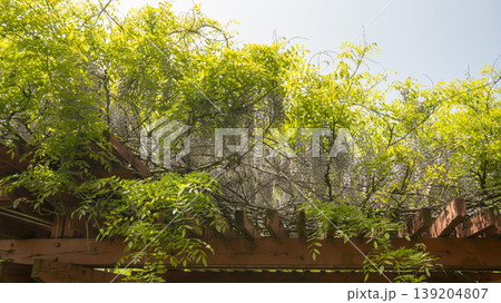 wisteria wisteria 139204807