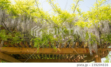 wisteria wisteria 139204816