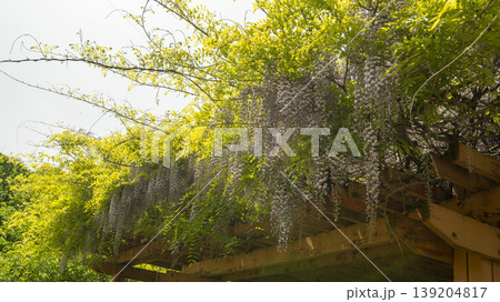 wisteria wisteria 139204817