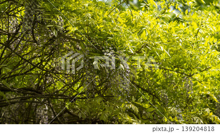 wisteria wisteria 139204818
