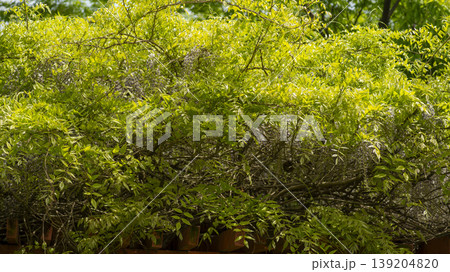 wisteria wisteria 139204820