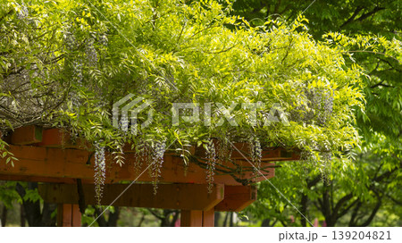wisteria wisteria 139204821