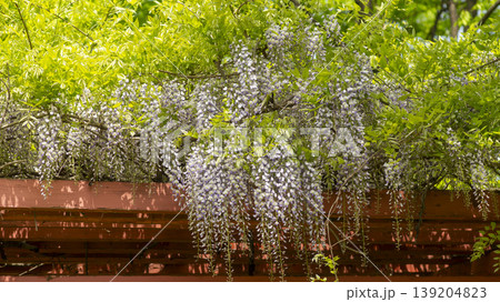 wisteria wisteria 139204823