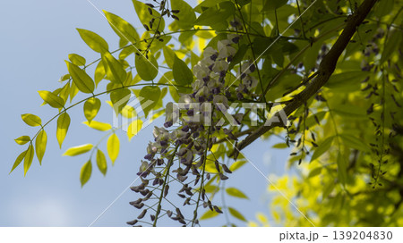 wisteria wisteria 139204830