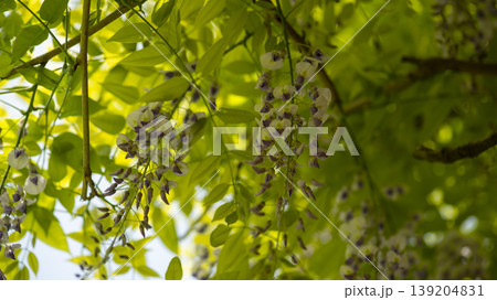 wisteria wisteria 139204831