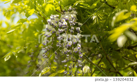 wisteria 139204832