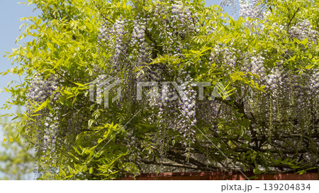 wisteria wisteria 139204834