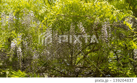 wisteria wisteria 139204837