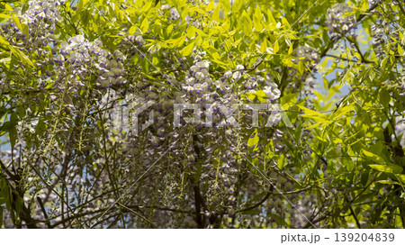 wisteria wisteria 139204839