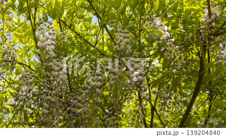 wisteria wisteria 139204840