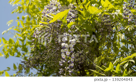 wisteria 139204843