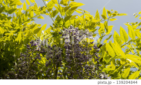 wisteria wisteria 139204844