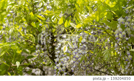 wisteria 139204850