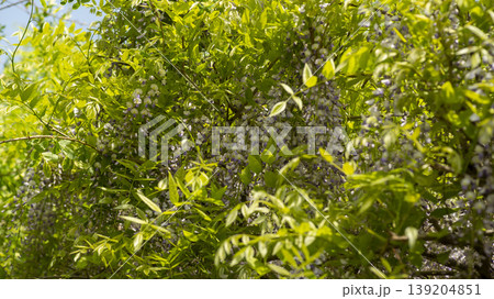 wisteria 139204851