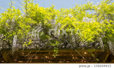 wisteria 139204915