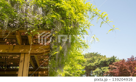 wisteria 139204916