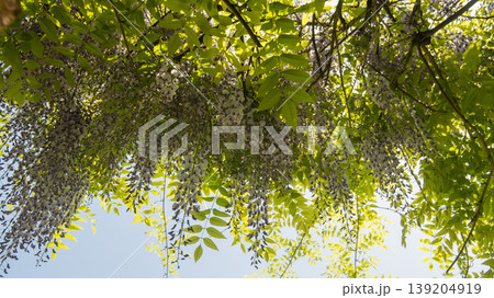 wisteria wisteria 139204919