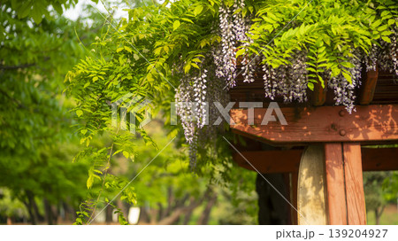 wisteria 139204927