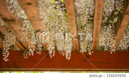 wisteria 139204930