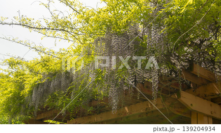 wisteria wisteria 139204934